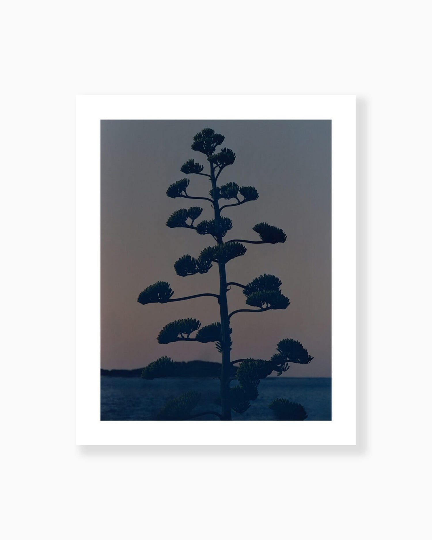 Hvar Agave Flower - Armin Tehrani